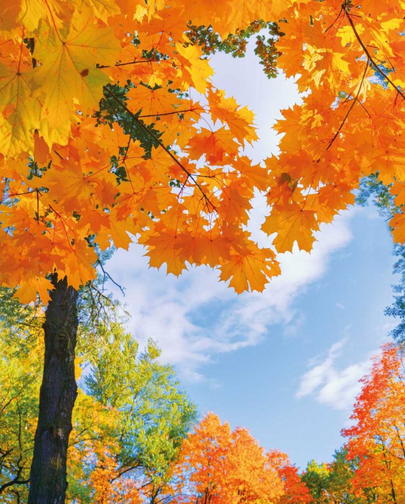 Autumn Trees